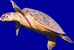 tortue